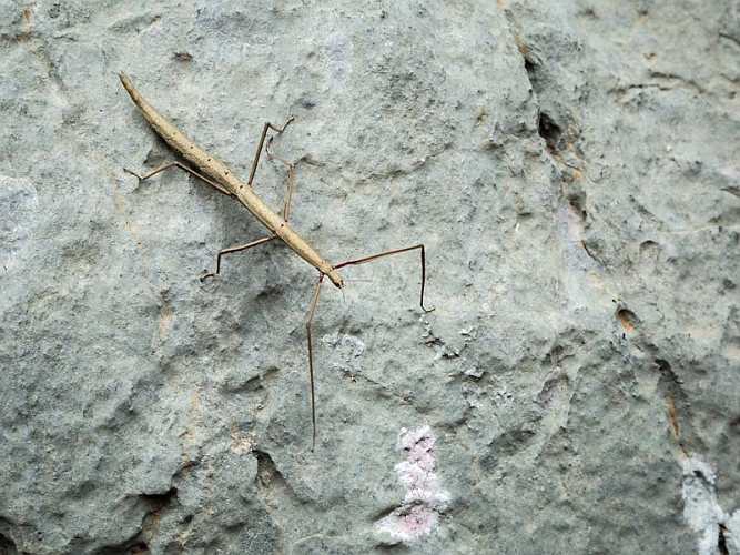_16C7856 Stick Insect.jpg